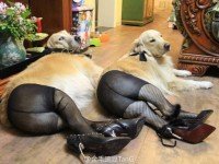 Новая абсурдная мода в Интернете – Собаки в колготках
